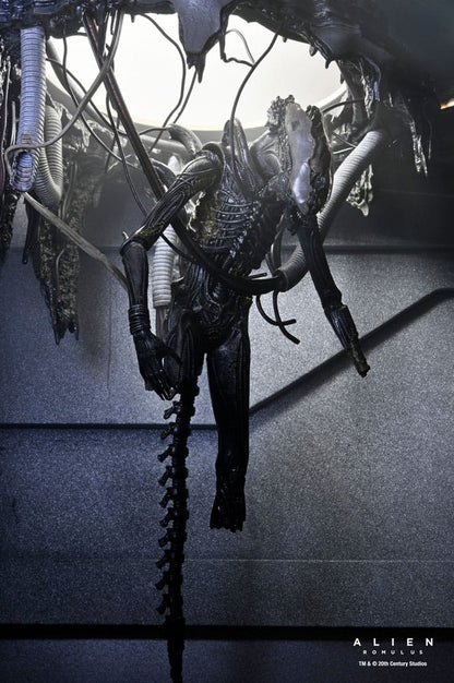 Alien: Romulus Action Figur Deluxe Suspended Lab Xenomorph XX121 18 cm