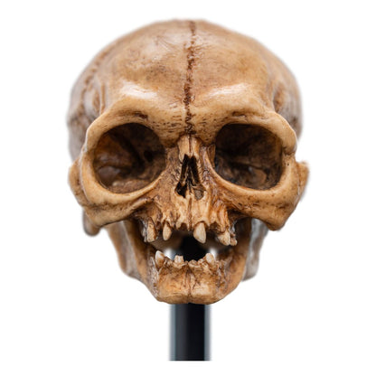 El señor de los anillos Mini Statue Skull of Gollum 13 cm