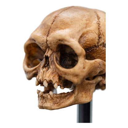 El señor de los anillos Mini Statue Skull of Gollum 13 cm